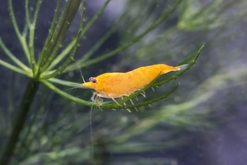 오렌지토파즈 새우