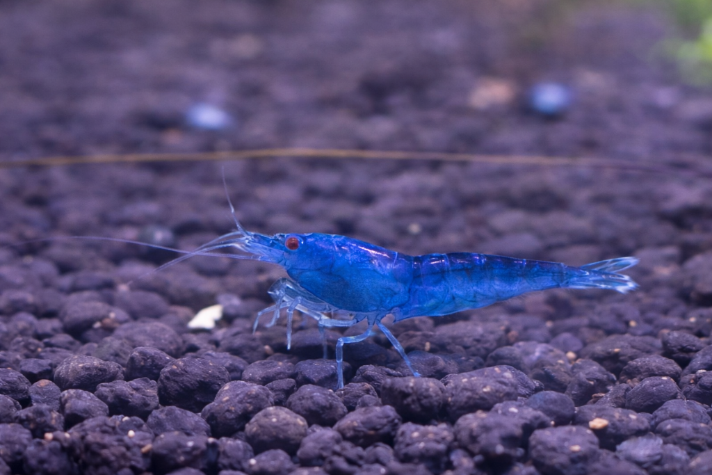 블루사파이어 새우