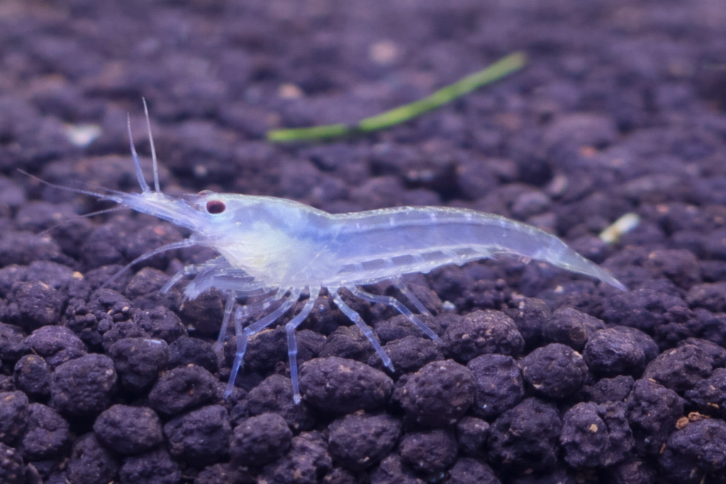 리치크리스탈 새우